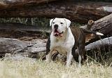 BOULEDOGUE AMERICAIN 062